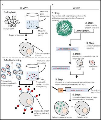 Intrinsically Magnetic Cells: A Review on Their Natural Occurrence and Synthetic Generation